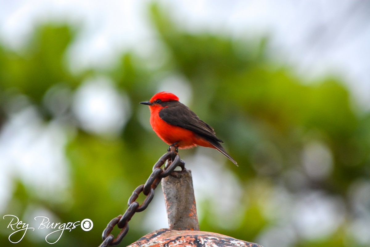Mosquero Cardenal - ML638355414