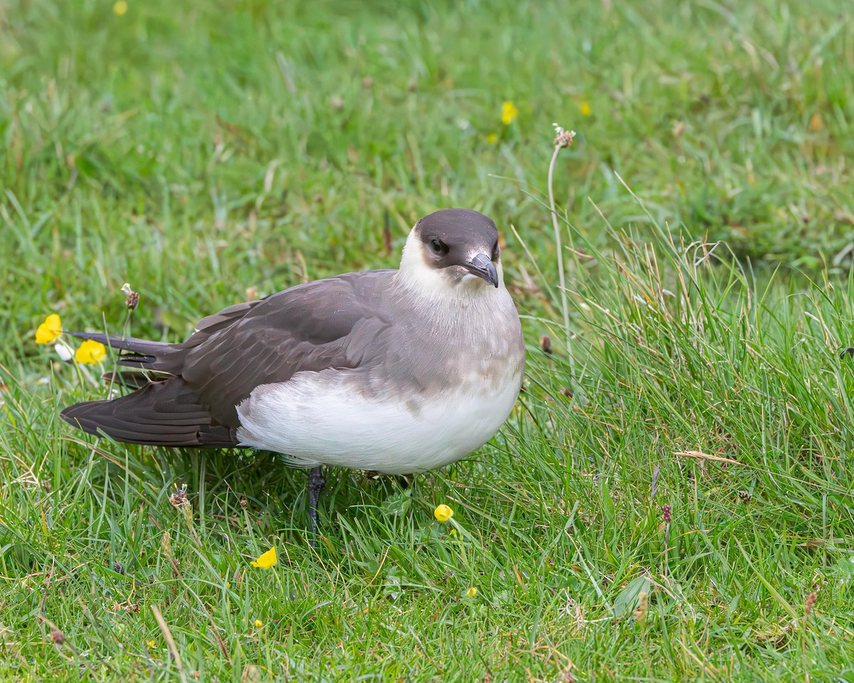 Parasitic Jaeger - ML638355426