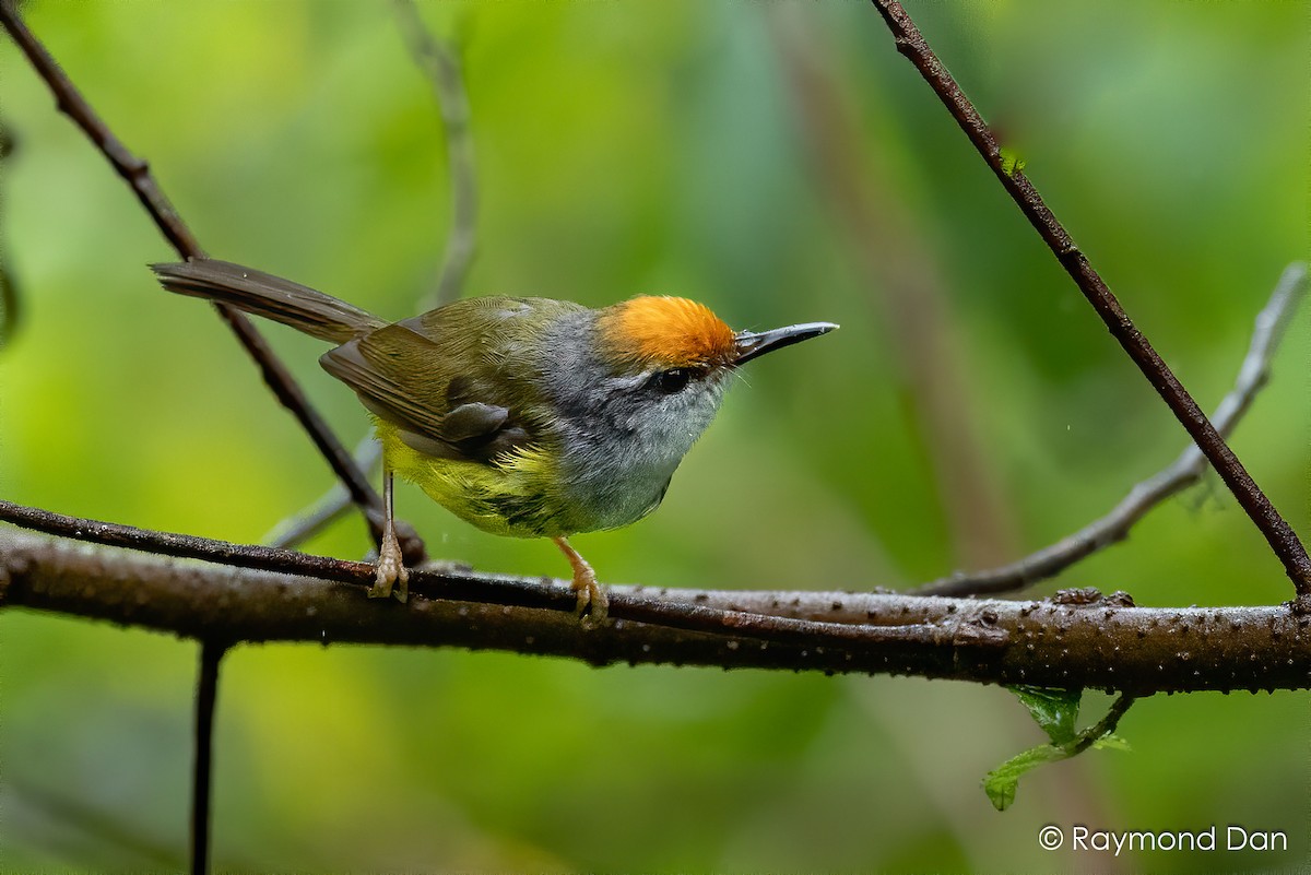 Mountain Tailorbird - ML638355427