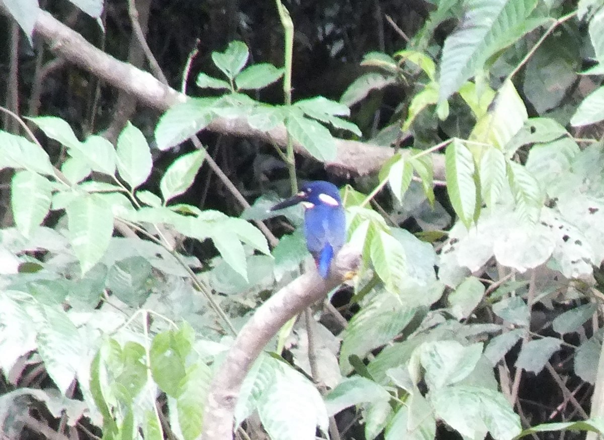 Azure Kingfisher - ML638355460