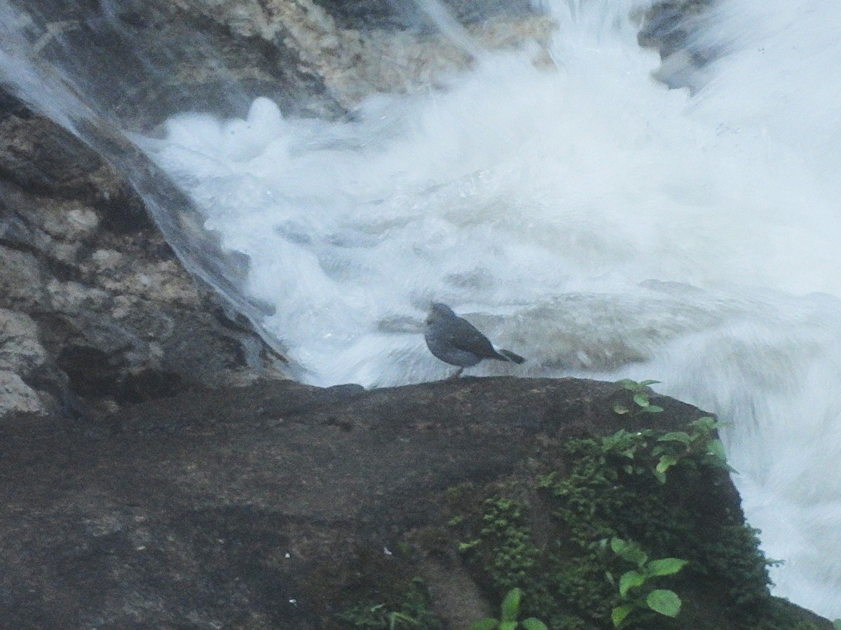 Plumbeous Redstart - ML638355462