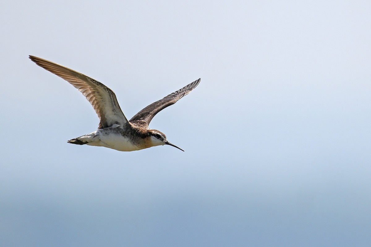 hvithalesvømmesnipe - ML638355463