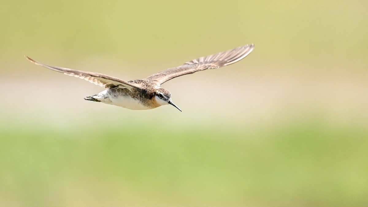 hvithalesvømmesnipe - ML638355464