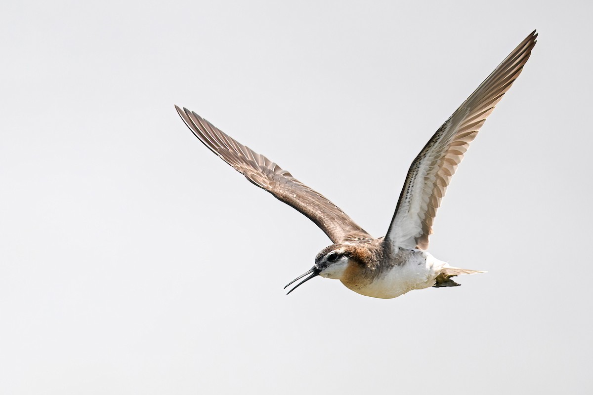 hvithalesvømmesnipe - ML638355465