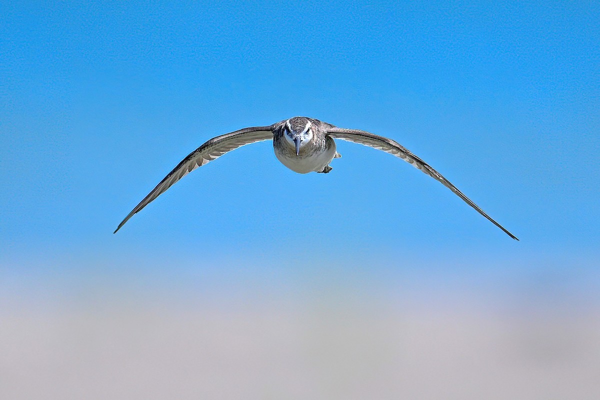 hvithalesvømmesnipe - ML638355466