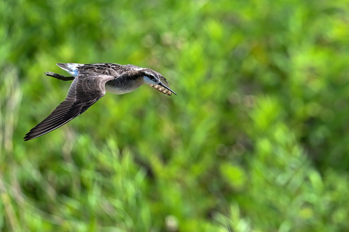 hvithalesvømmesnipe - ML638355467