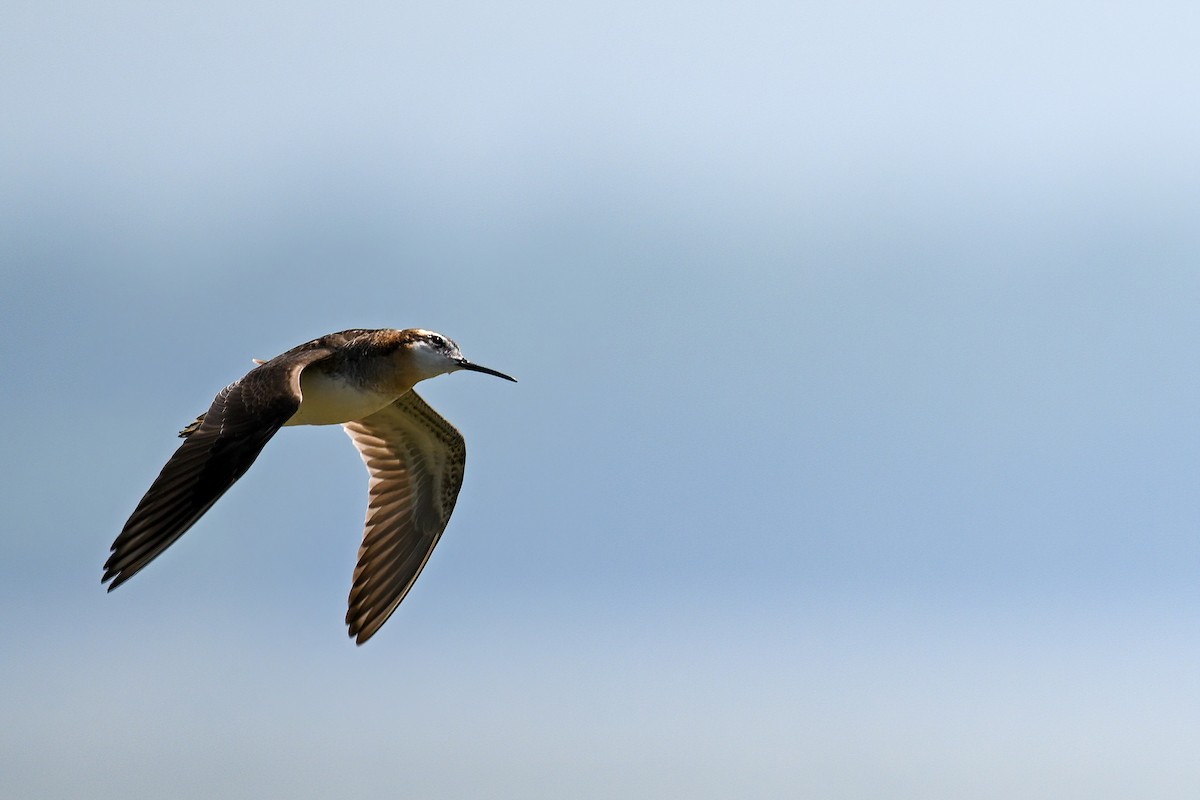 hvithalesvømmesnipe - ML638355469
