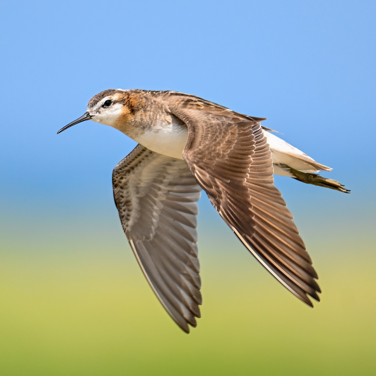 hvithalesvømmesnipe - ML638355470