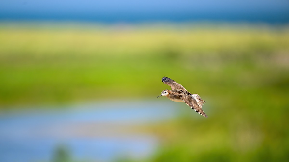 hvithalesvømmesnipe - ML638355471