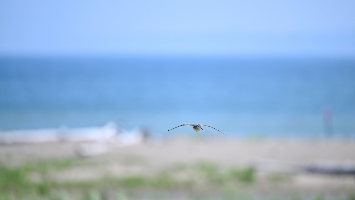 hvithalesvømmesnipe - ML638355472