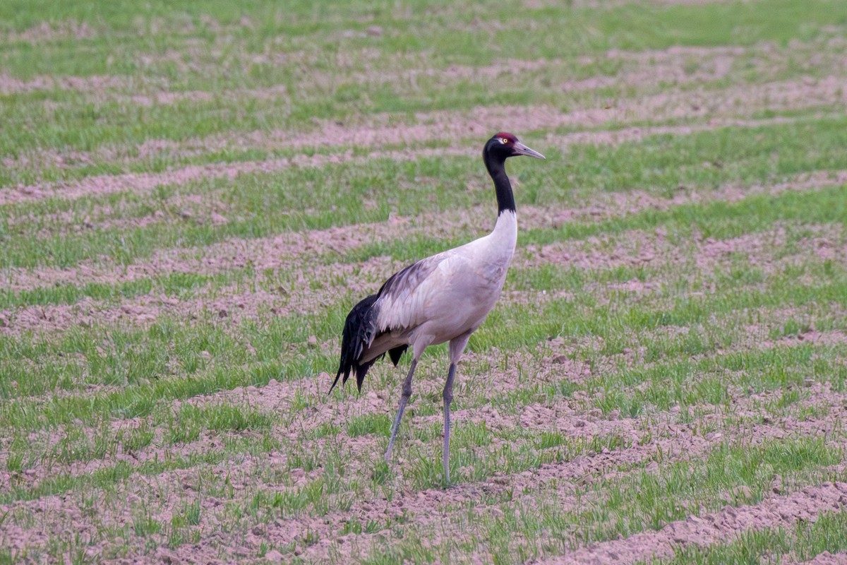 Black-necked Crane - ML638355495