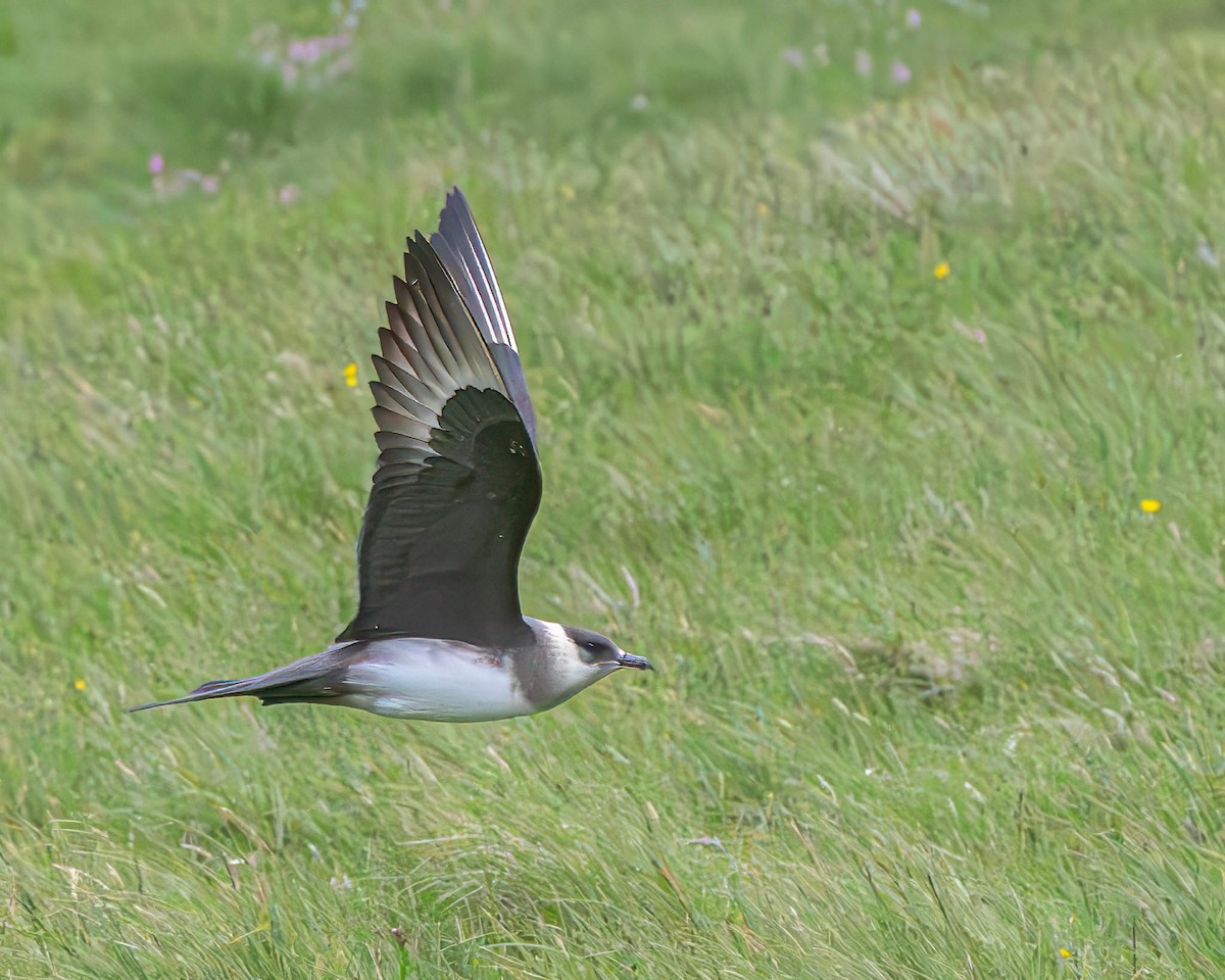 Parasitic Jaeger - ML638355539