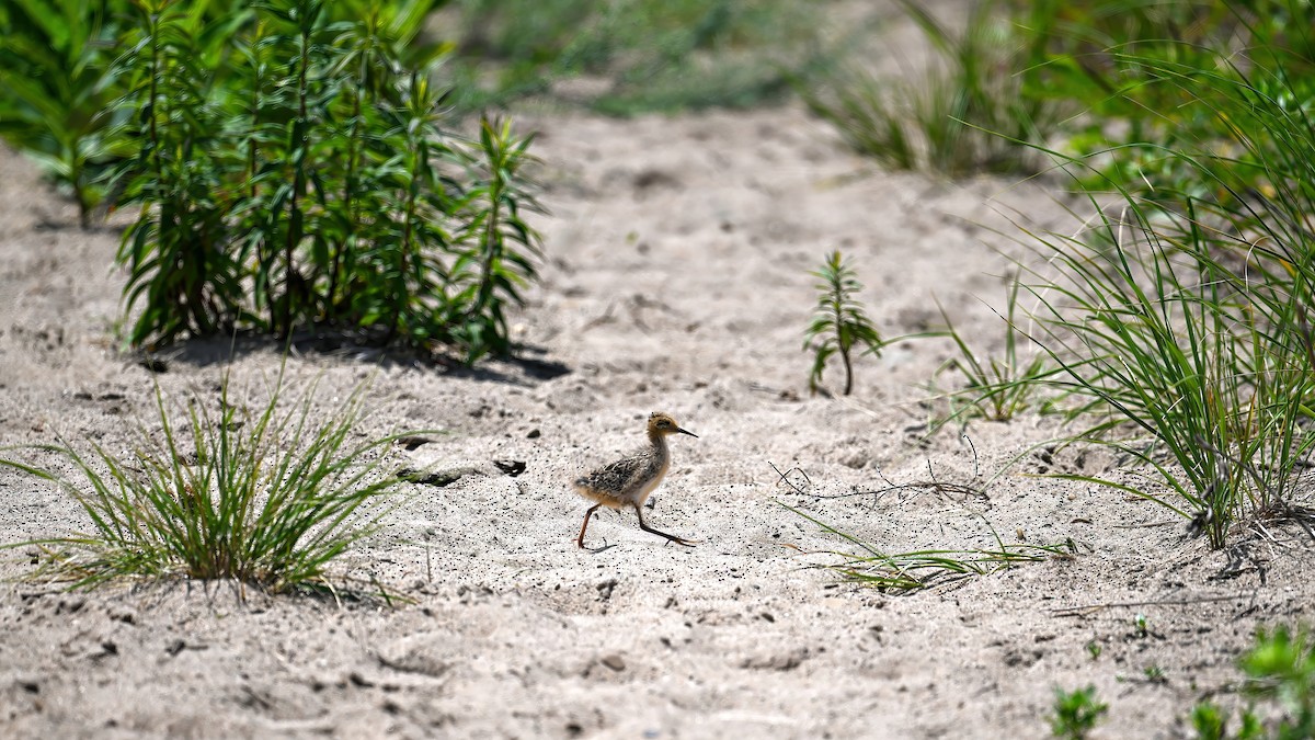 hvithalesvømmesnipe - ML638355542