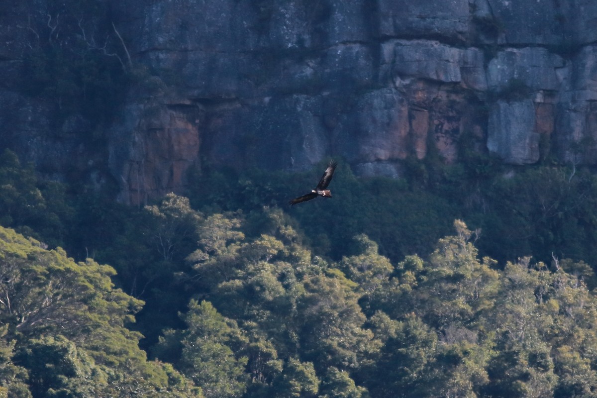 Wedge-tailed Eagle - ML638355553