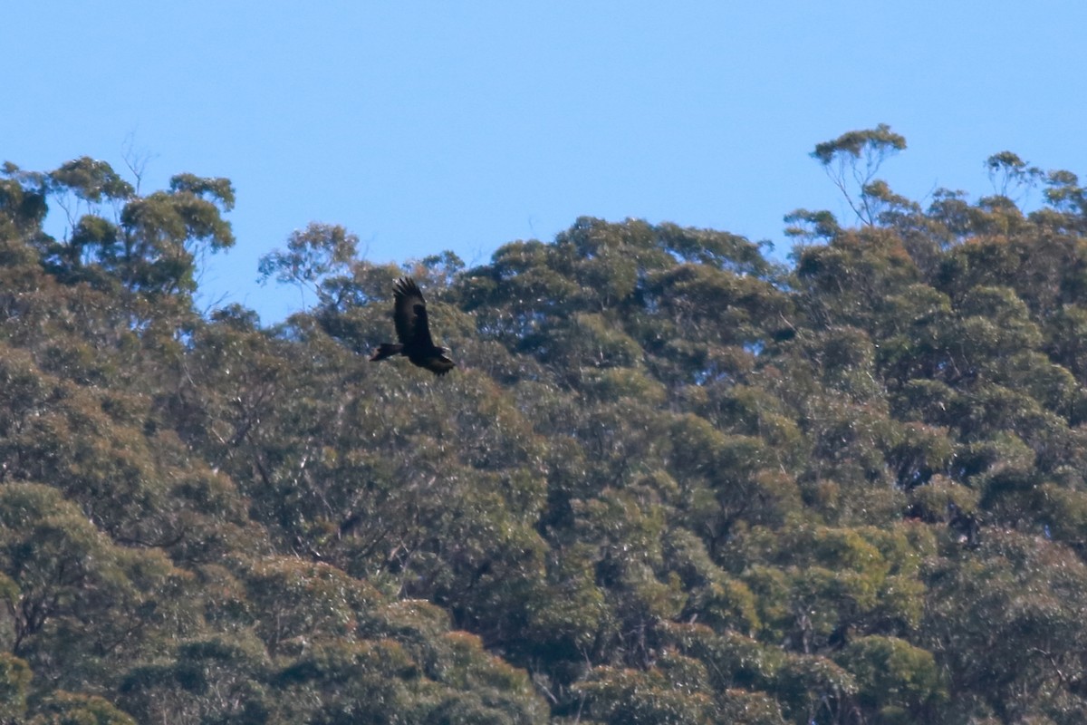 Wedge-tailed Eagle - ML638355558