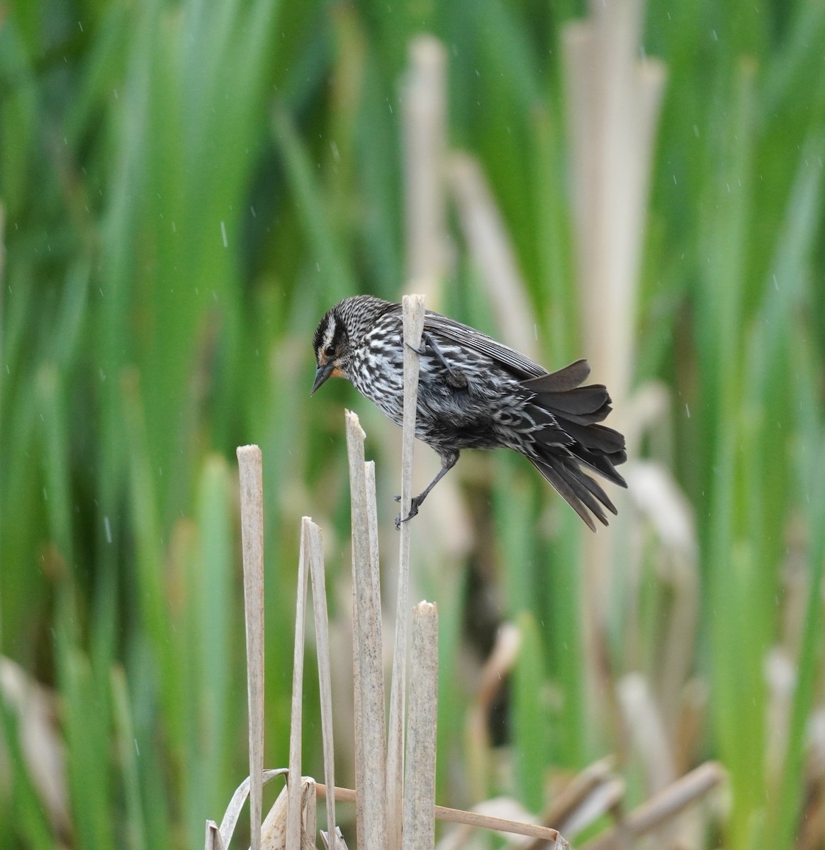 Red-winged Blackbird - ML638355562
