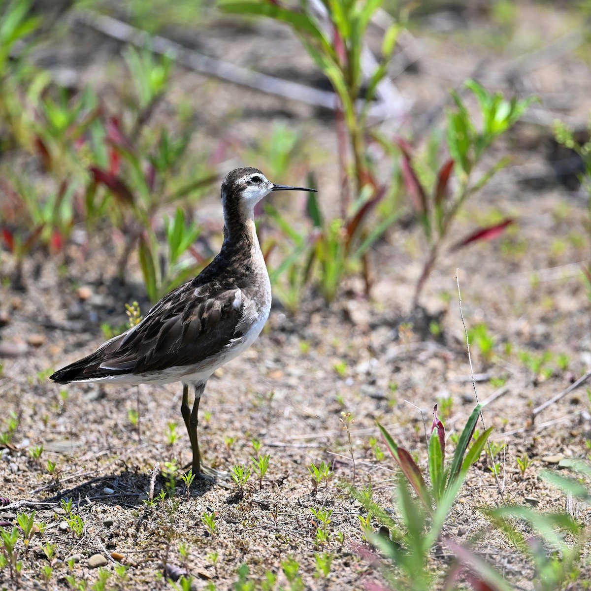 hvithalesvømmesnipe - ML638355582