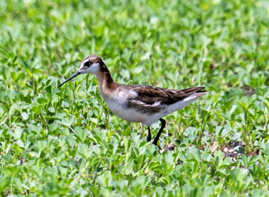 hvithalesvømmesnipe - ML638355643