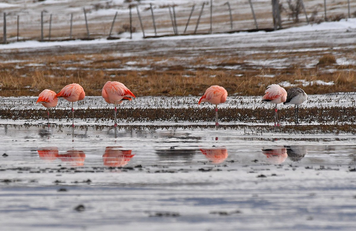 Chilean Flamingo - ML638355656