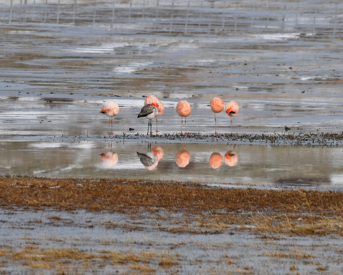 Chilean Flamingo - ML638355657