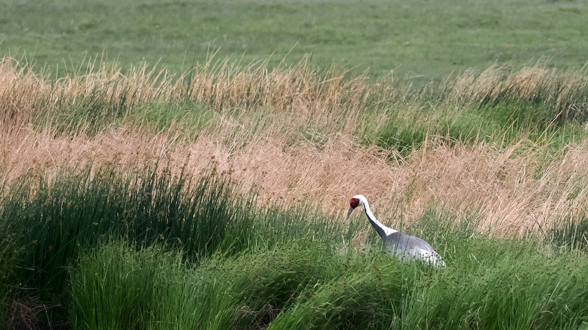 White-naped Crane - ML638355659