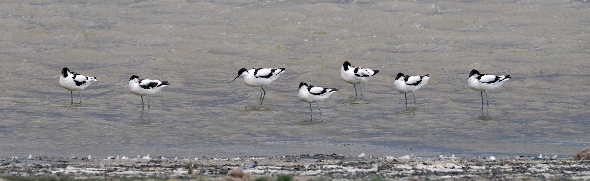 Avoceta Común - ML638355661