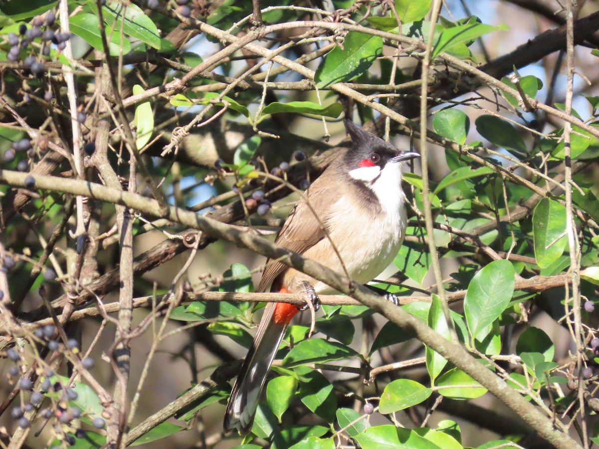 Bulbul Orfeo - ML638355662
