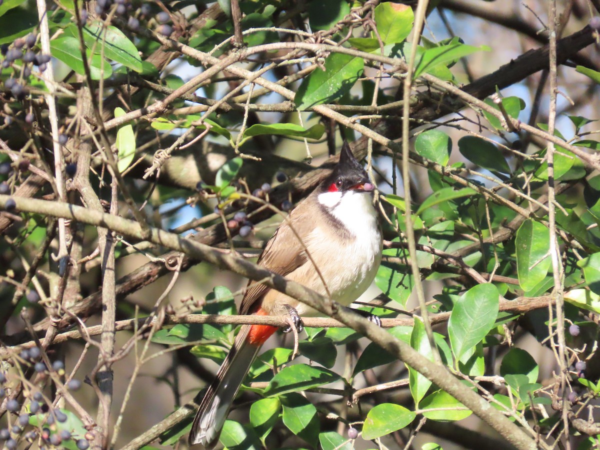Bulbul Orfeo - ML638355663