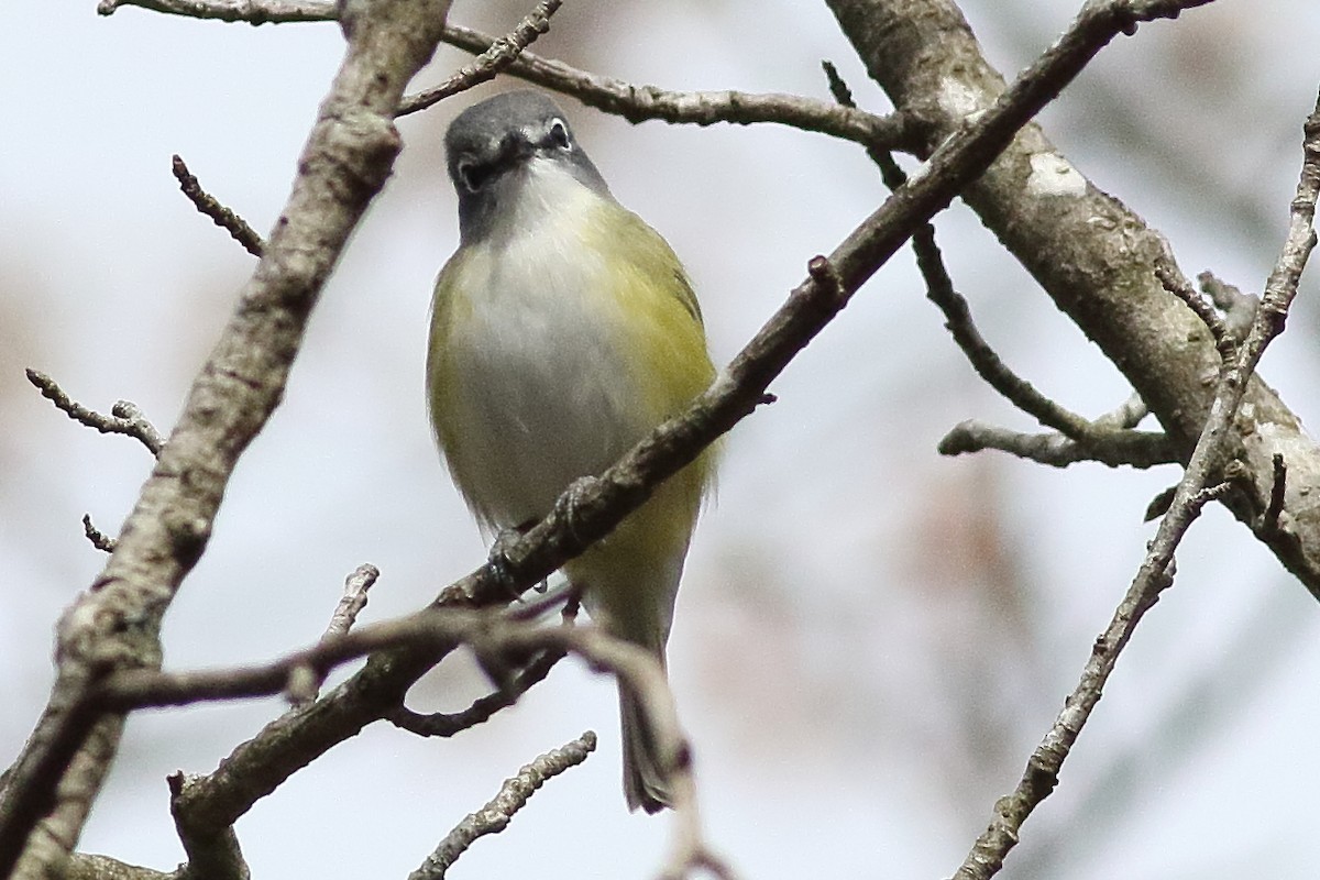 Mavi Başlı Vireo - ML638355676