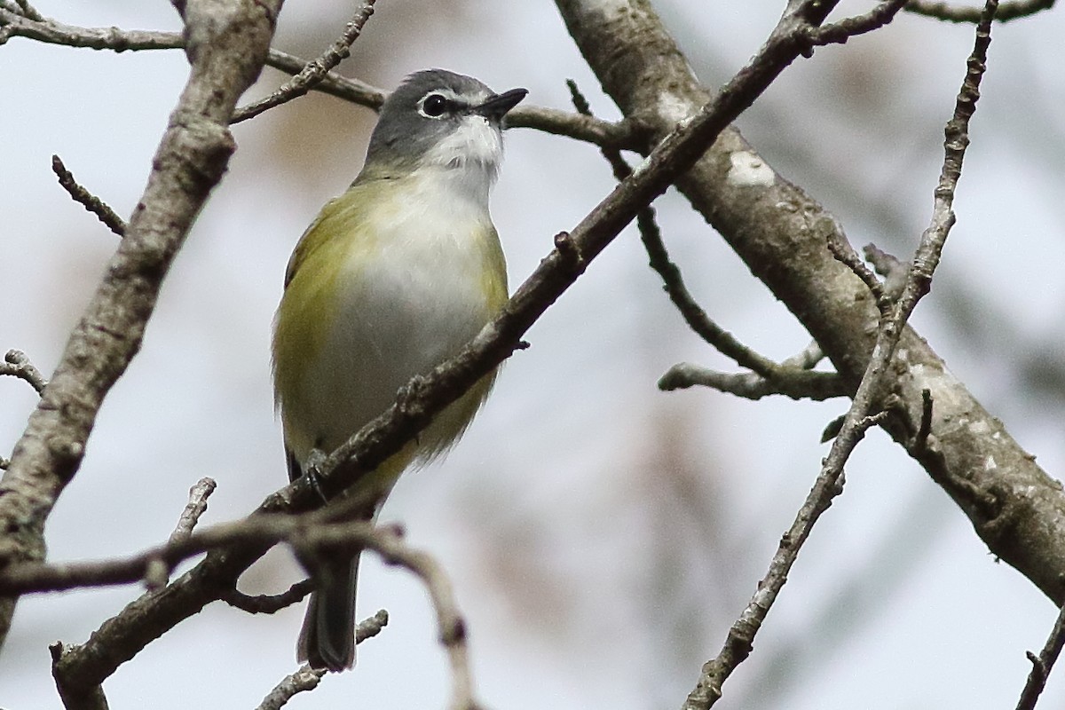 Mavi Başlı Vireo - ML638355677