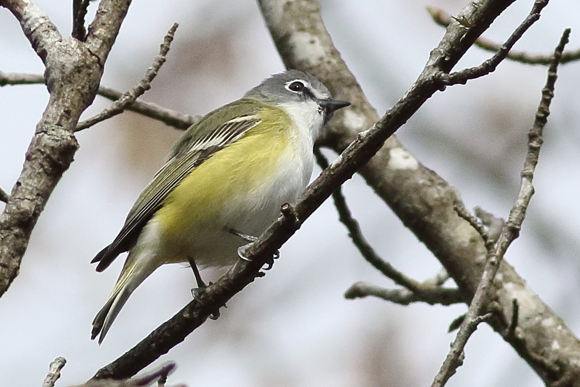 Mavi Başlı Vireo - ML638355678