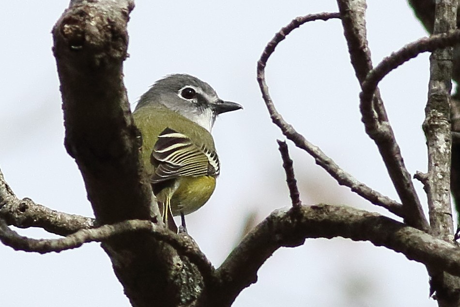 Mavi Başlı Vireo - ML638355679