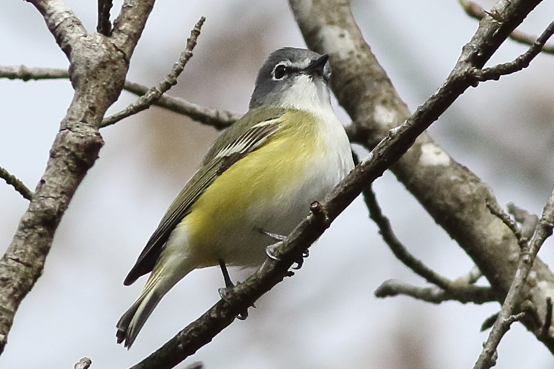 Mavi Başlı Vireo - ML638355680