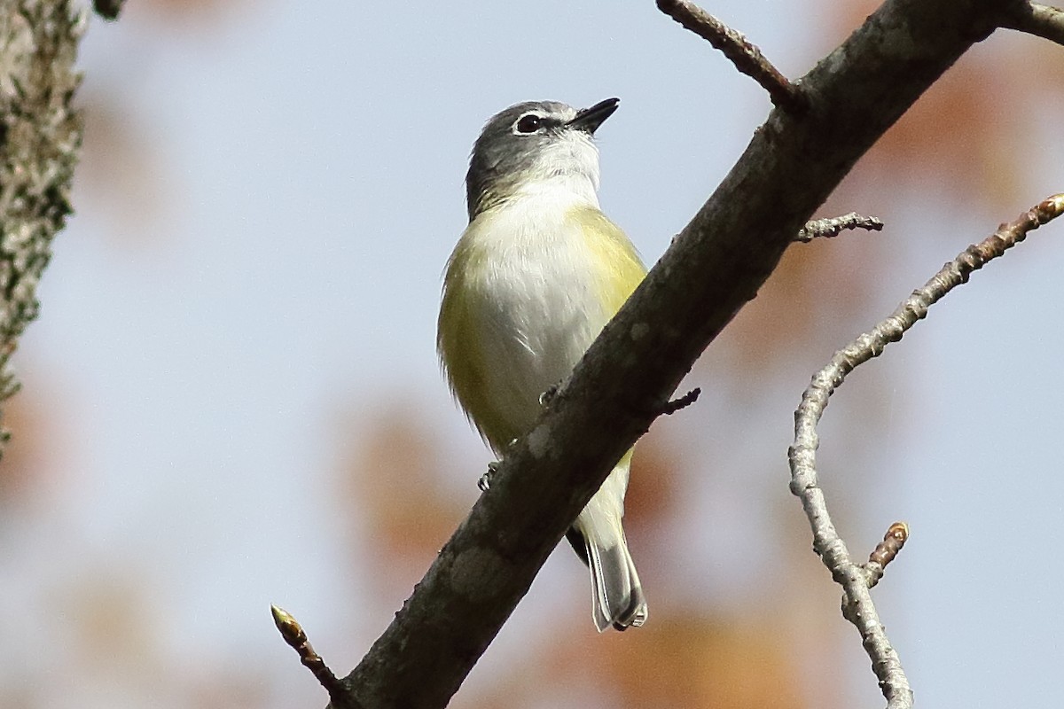 Mavi Başlı Vireo - ML638355681