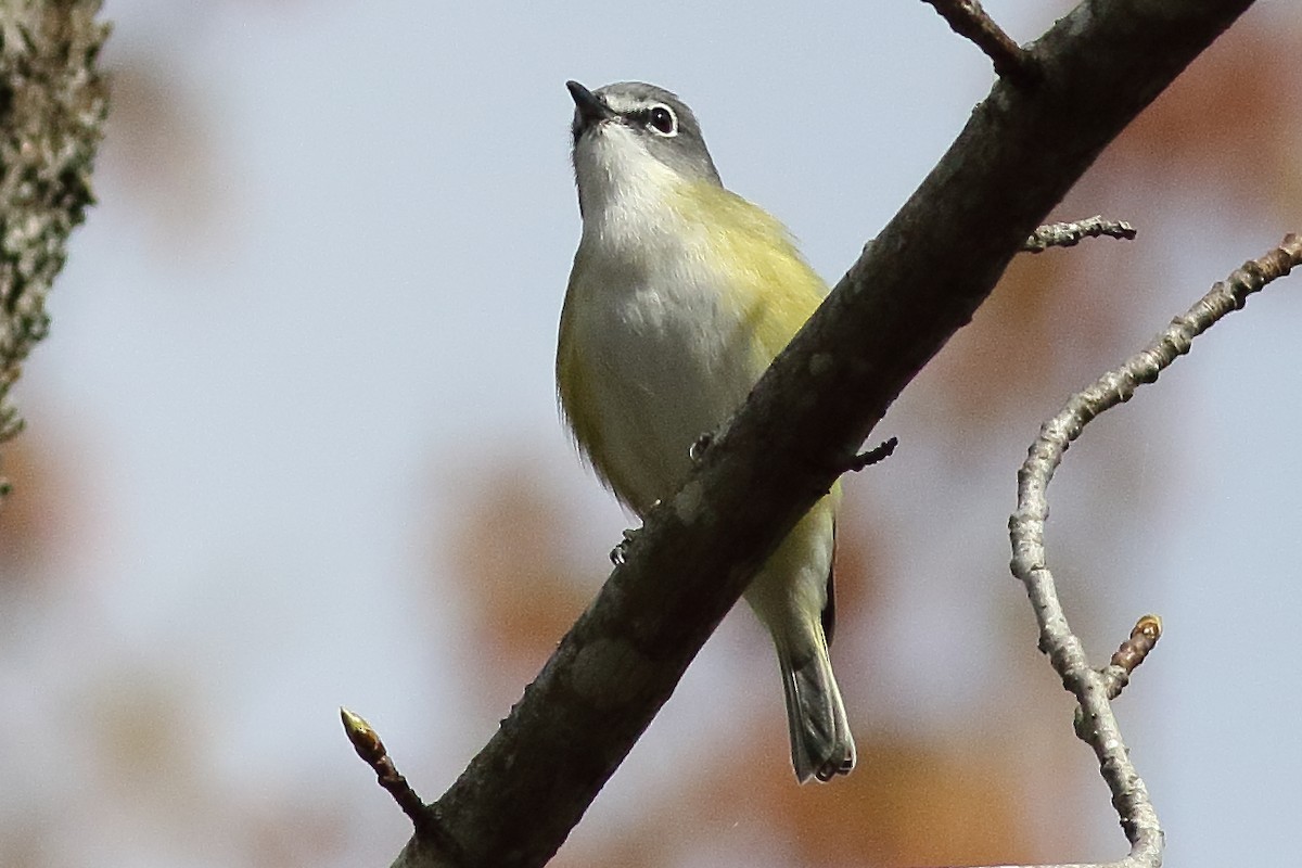 Mavi Başlı Vireo - ML638355682