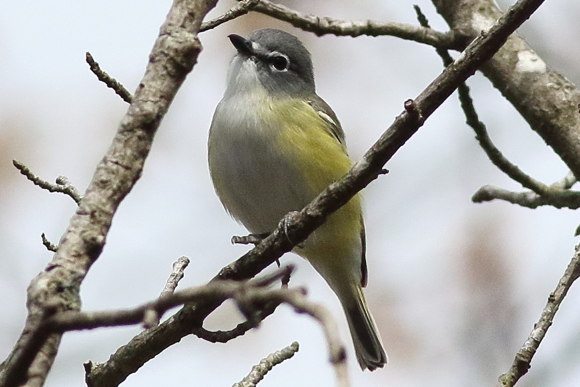 Mavi Başlı Vireo - ML638355683
