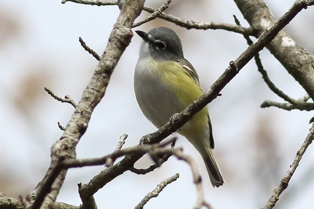 Mavi Başlı Vireo - ML638355684