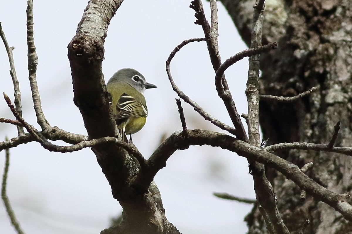 Mavi Başlı Vireo - ML638355685