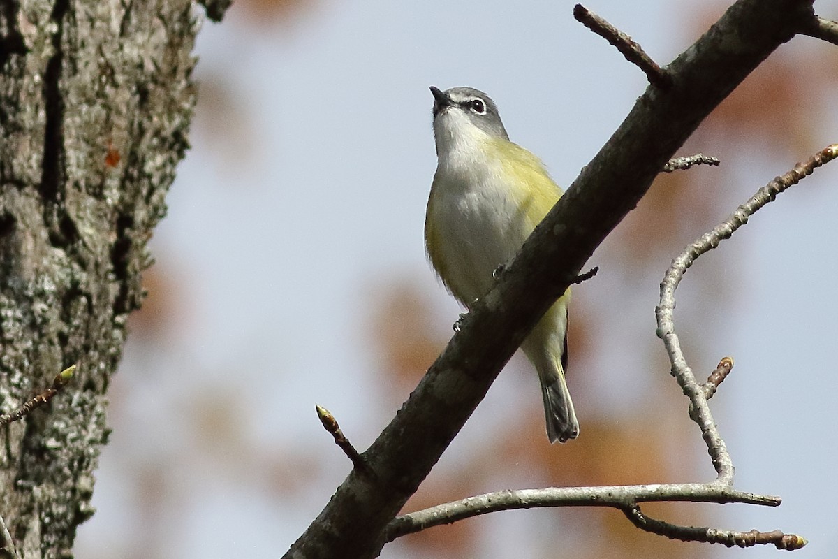 Mavi Başlı Vireo - ML638355686