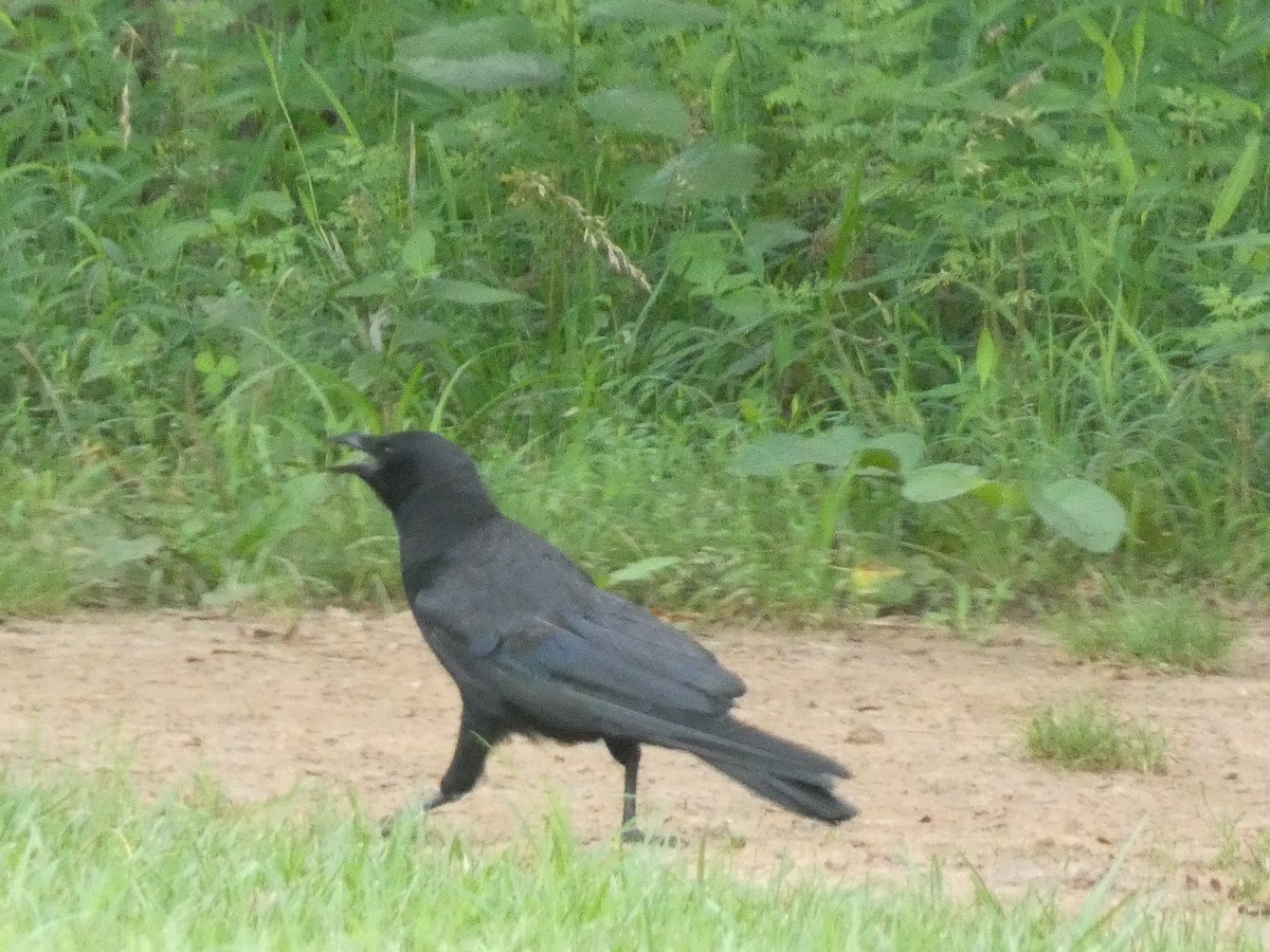 American Crow - ML638355690