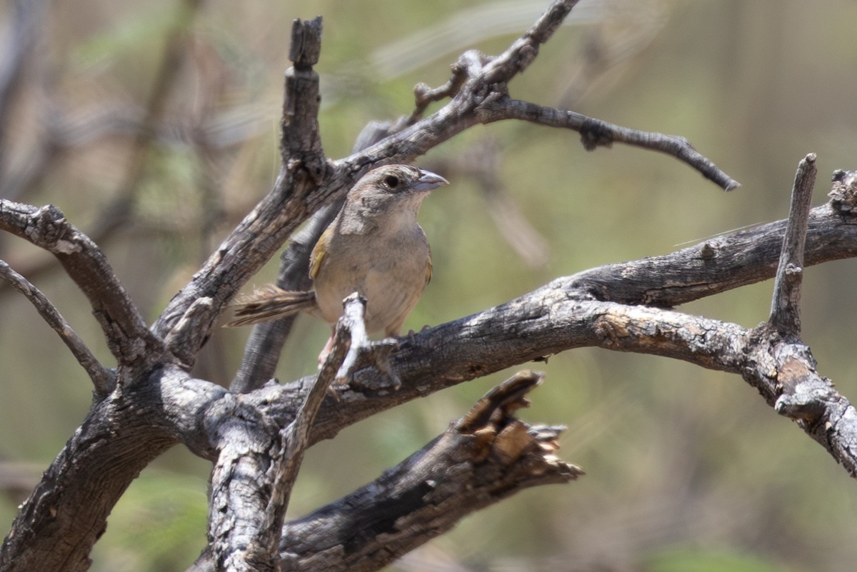 Botteri's Sparrow - ML638355691