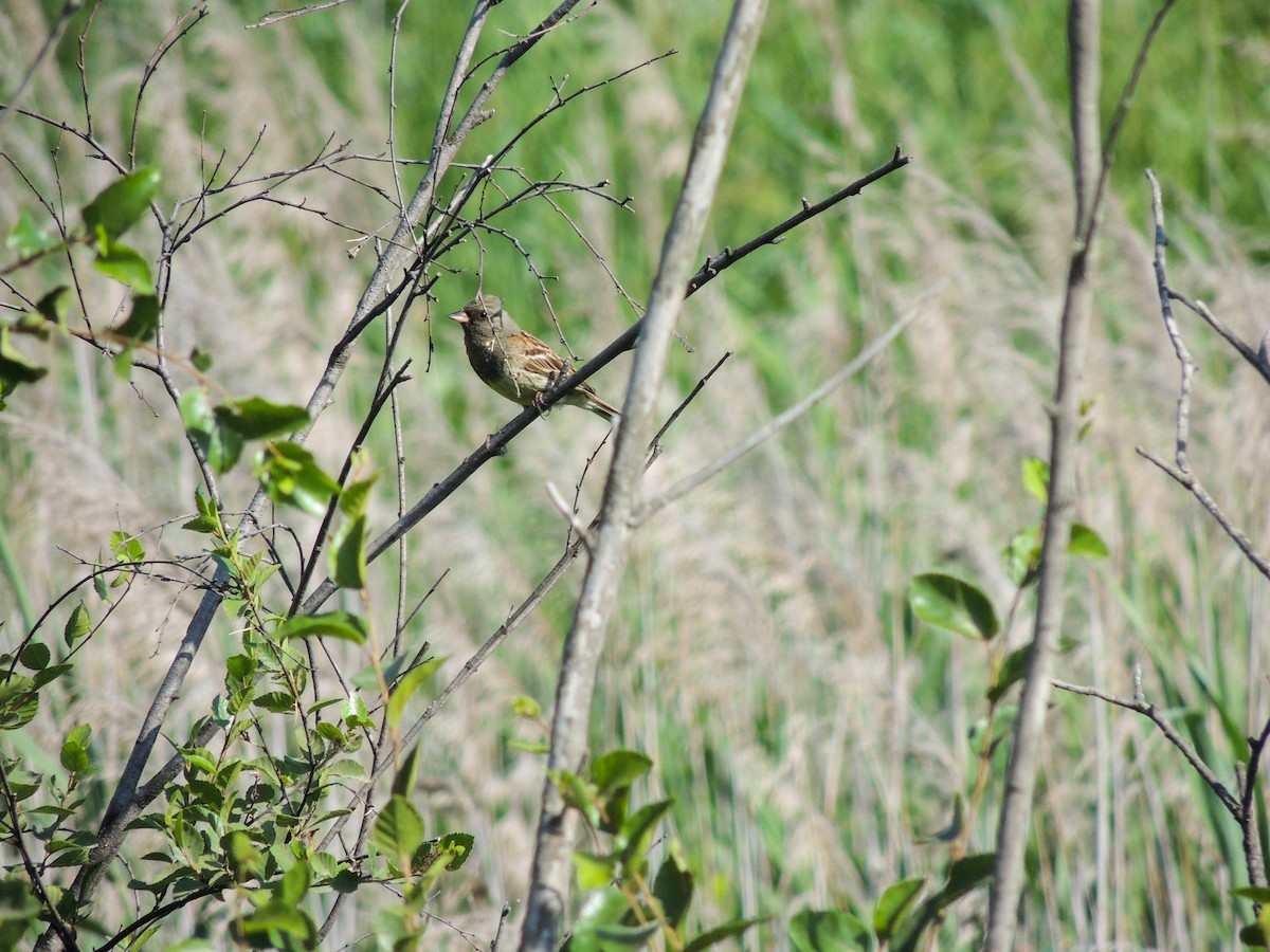 Black-faced Bunting - ML638355692