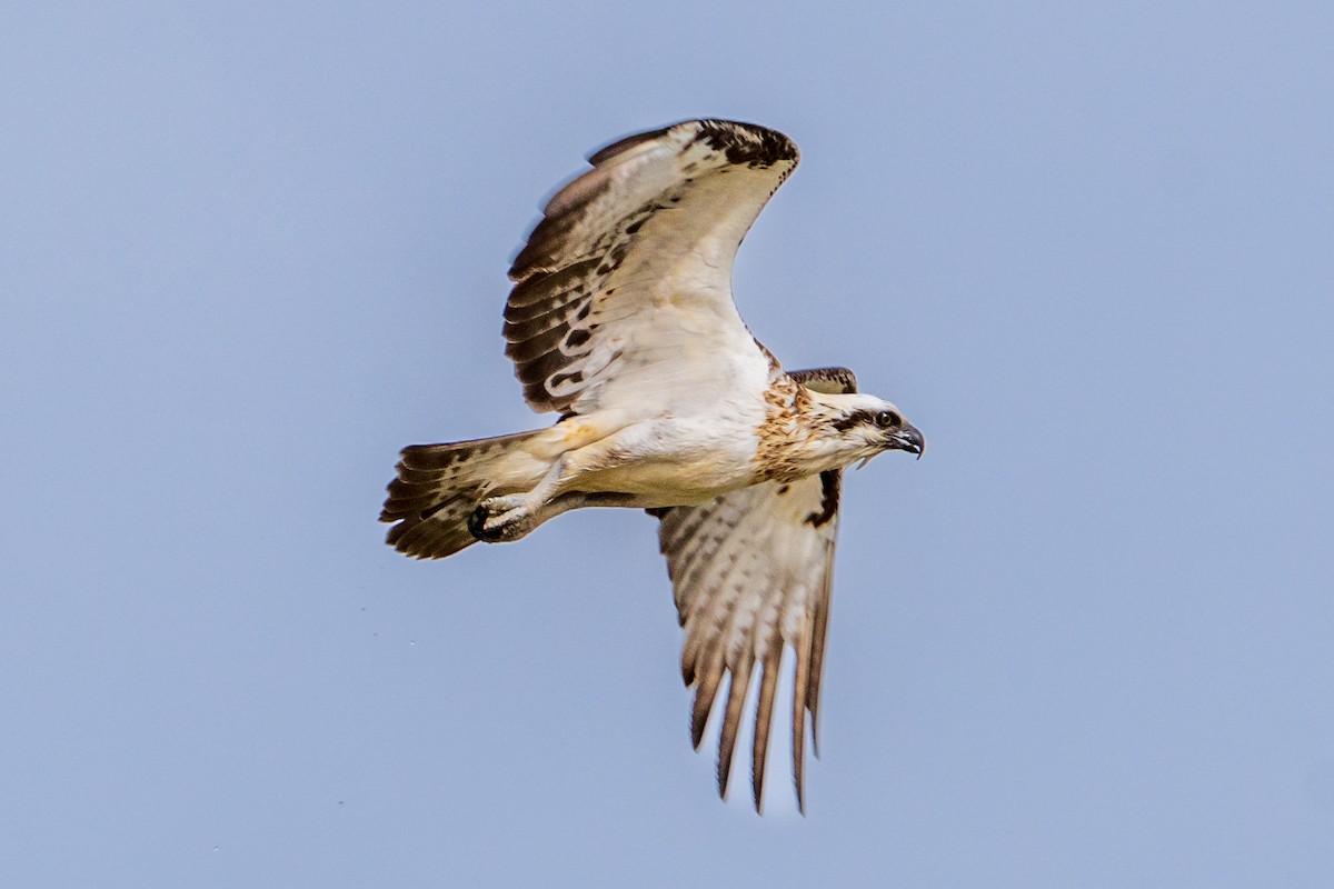 Águila Pescadora - ML638355695