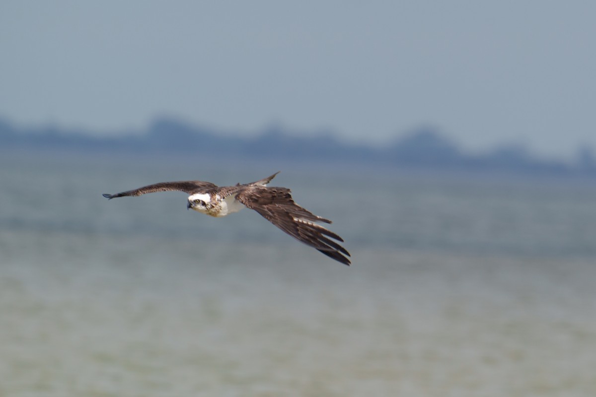 Águila Pescadora - ML638355696