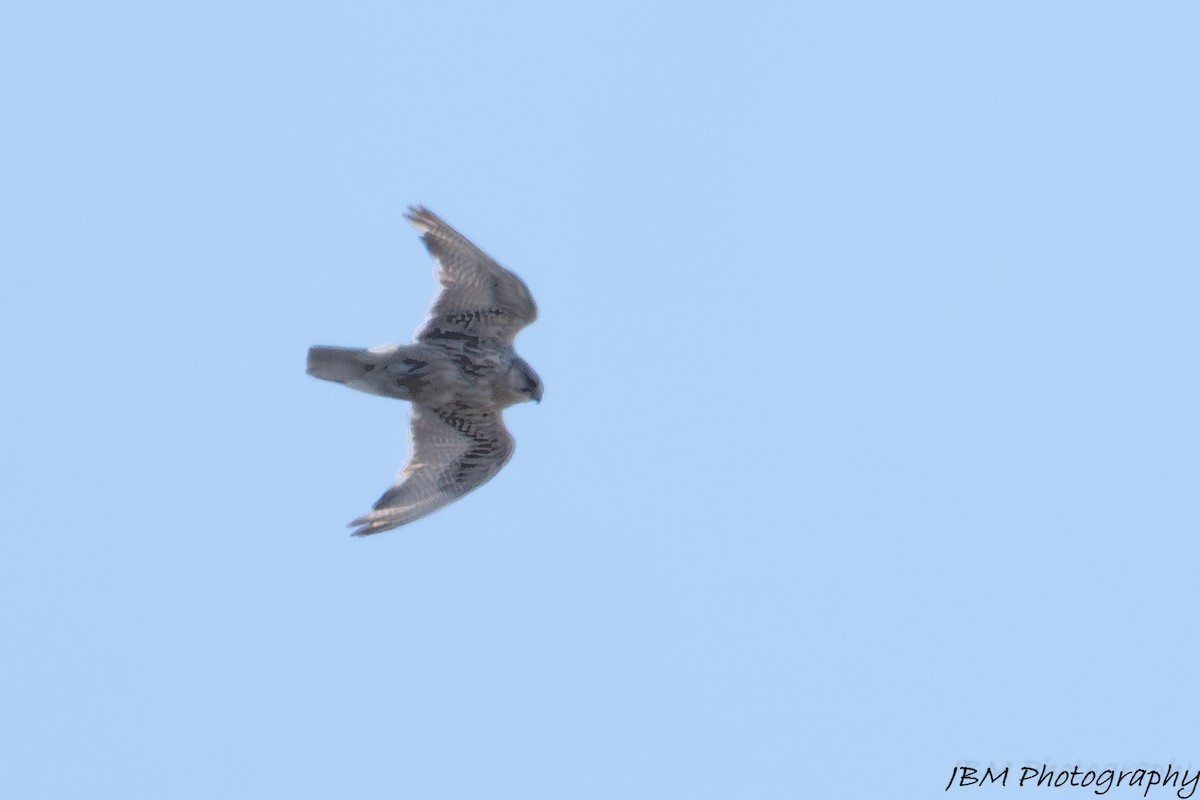 Gerfalke - ML638355736