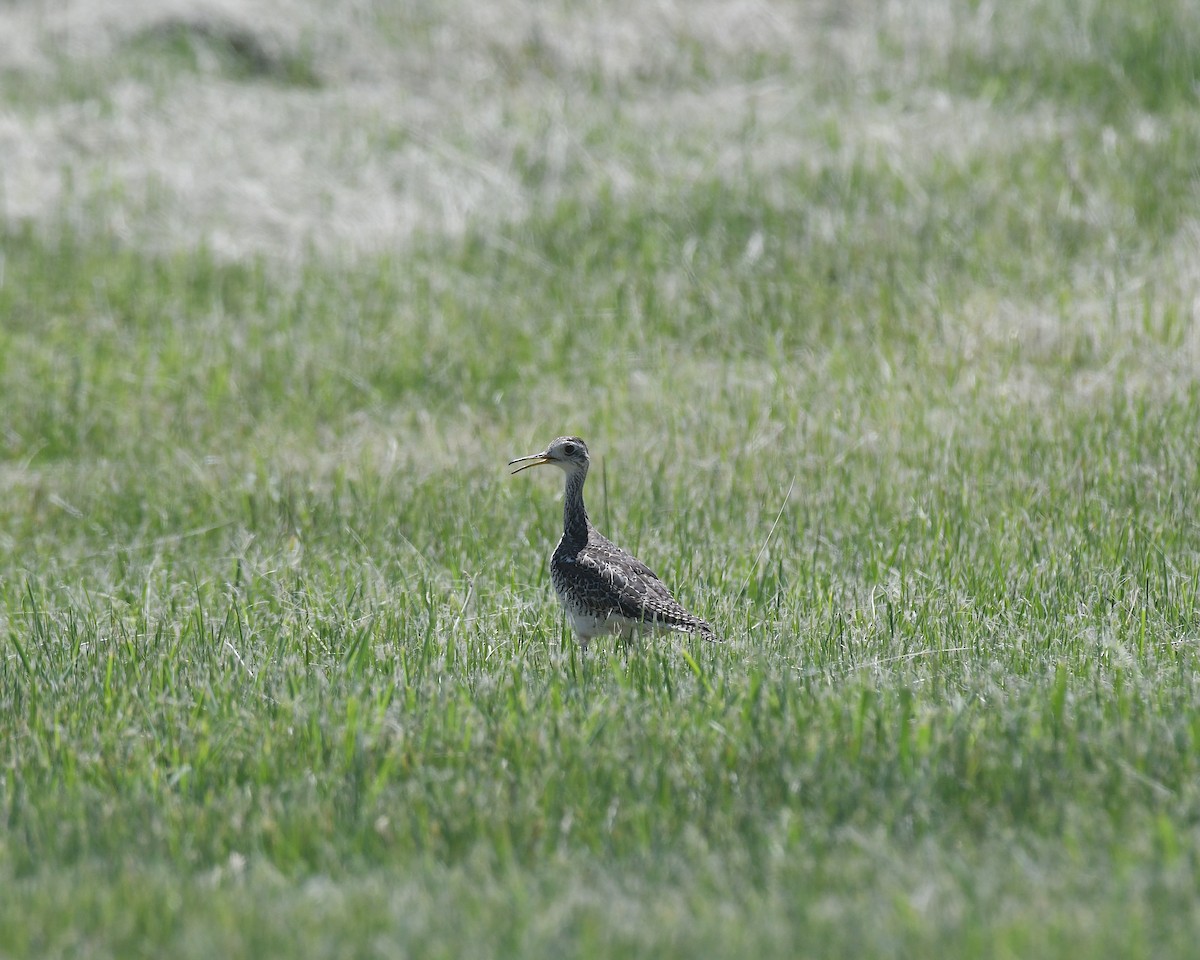 Prärieläufer - ML638355746