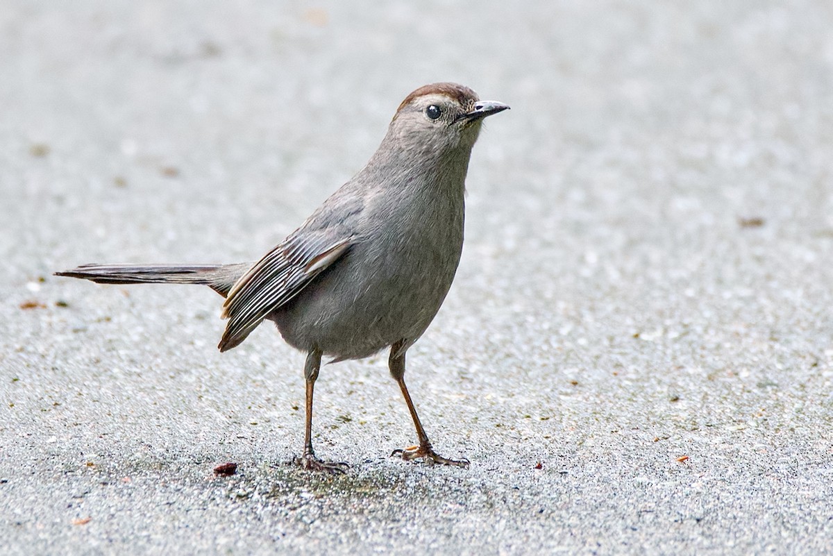 Katzenspottdrossel - ML638355767