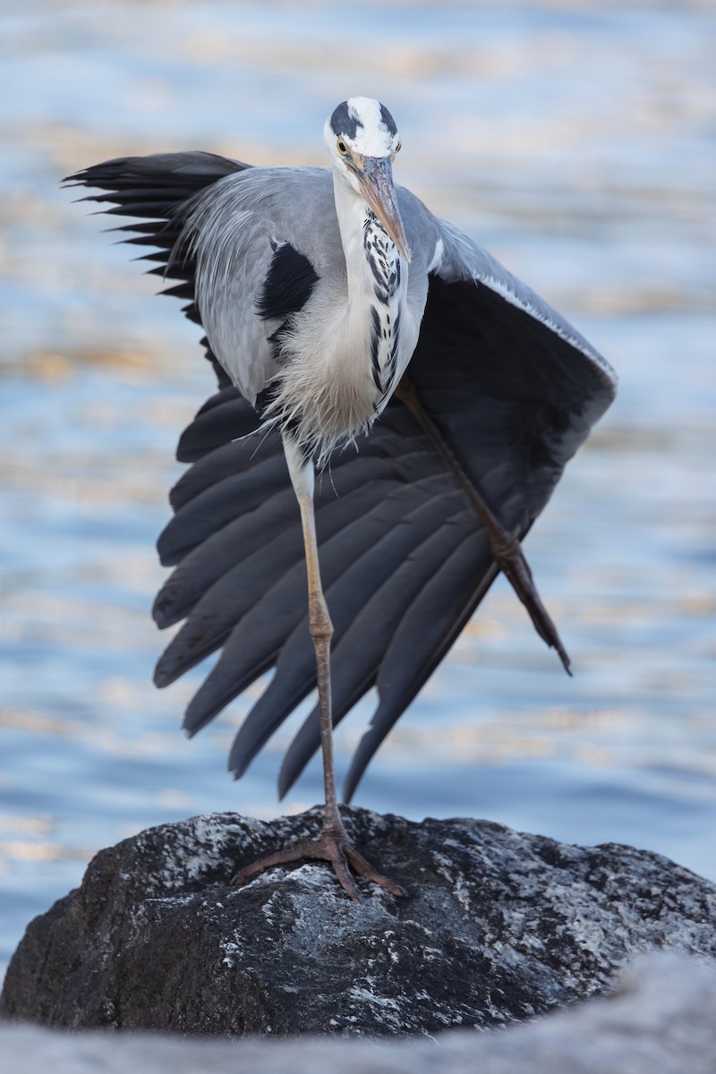 Gray Heron - ML638355789