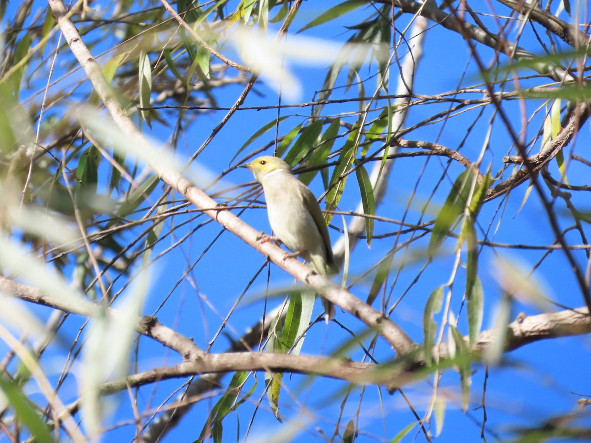 White-plumed Honeyeater - ML638355803