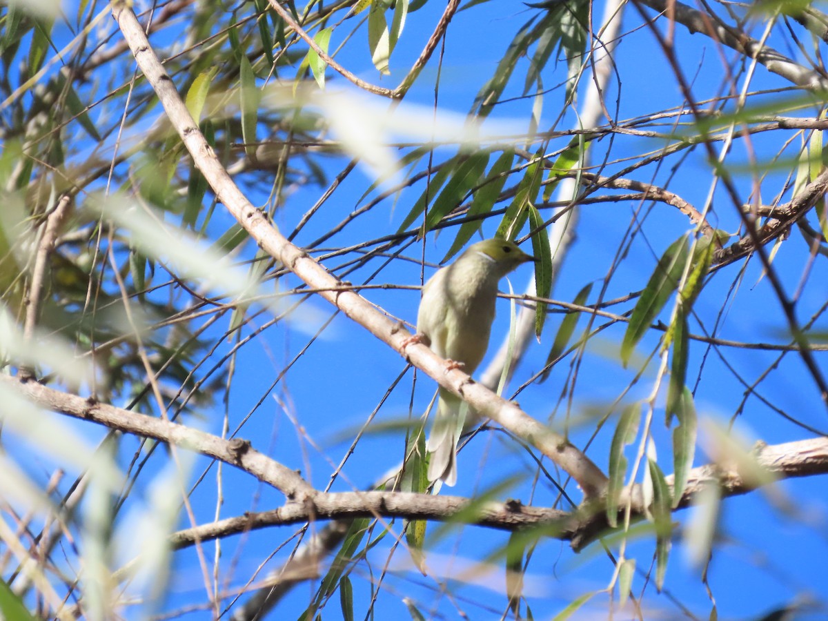 White-plumed Honeyeater - ML638355804